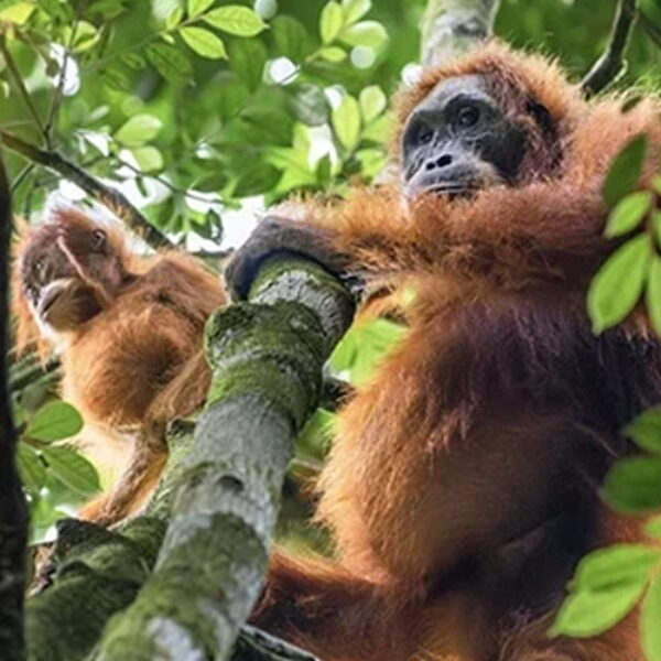 5 DAYS BUKIT LAWANG ORANG UTAN JUNGLE TREKKING TOUR (STAY IN TENT)