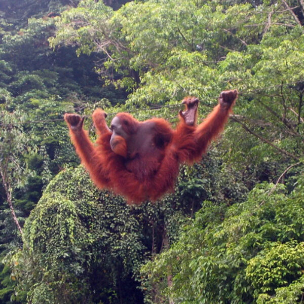1 DAY BUKIT LAWANG ORANG UTAN TOUR