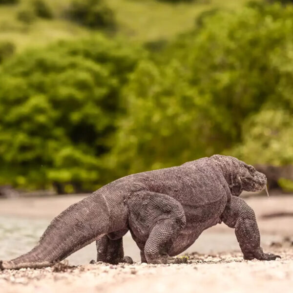 10 DAYS FLORES KOMODO ISLAND TOUR