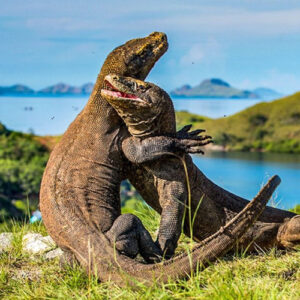 6 DAYS FLORES KOMODO CLASSIC TOUR