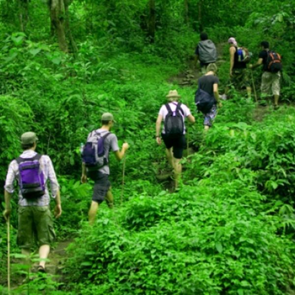 4 DAYS BUKIT LAWANG ORANG UTAN JUNGLE TREKKING TOUR (STAY IN TENT)