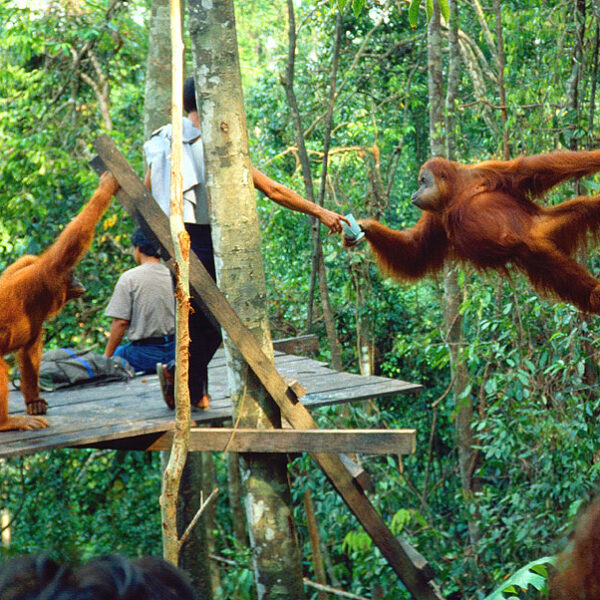 4 DAYS BUKIT LAWANG ORANG UTAN TREKKING & WHITE WATER RAFTING TOUR