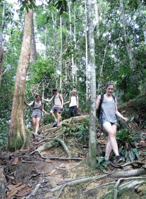 4 DAYS BUKIT LAWANG ORANG UTAN JUNGLE TREKKING TOUR (STAY IN TENT)