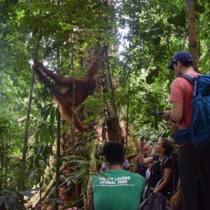 1 DAY BUKIT LAWANG ORANG UTAN TOUR