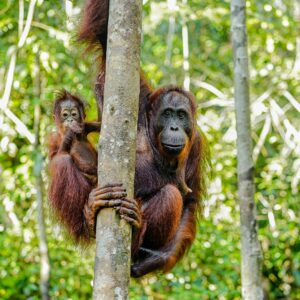 5 DAYS BUKIT LAWANG ORANG UTAN JUNGLE TREKKING TOUR (STAY IN TENT)