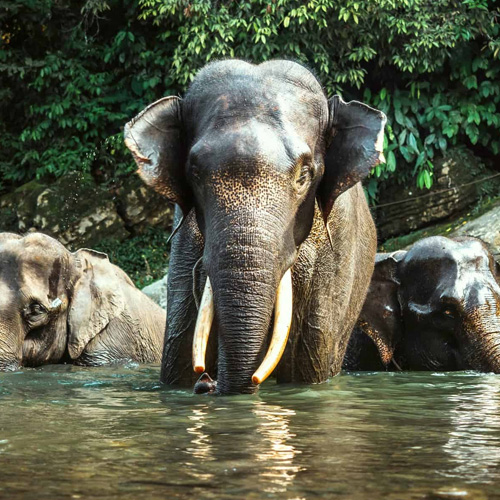 5 DAYS BUKIT LAWANG TREKKING & TANGKAHAN THE ELEPHANT JUNGLE TOUR: ADVENTURE, JUNGLE, RIVER, ANIMALS