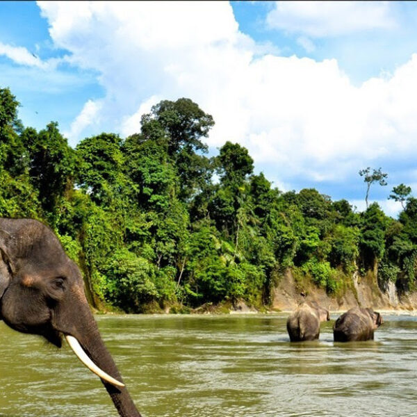5 DAYS BUKIT LAWANG ORANG UTAN TREKKING & TANGKAHAN THE ELEPHANTS JUNGLE TOUR