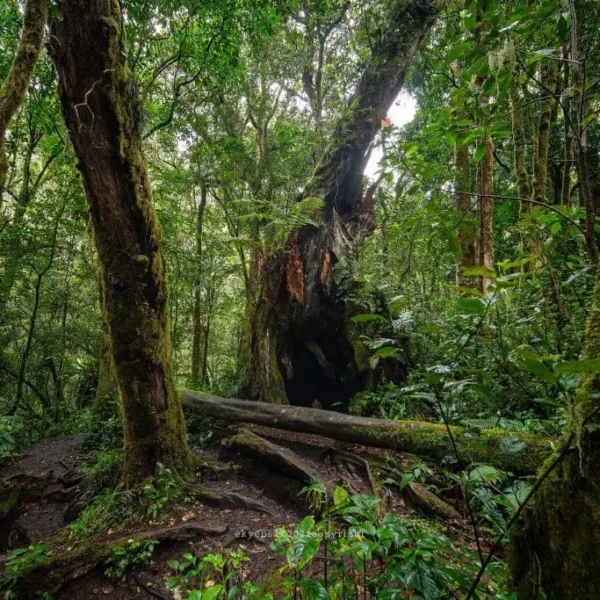 TRIP MOUNT KERINCI IN 4 DAYS WITH 2 DAYS 1 NIGHT HIKING SUMMIT