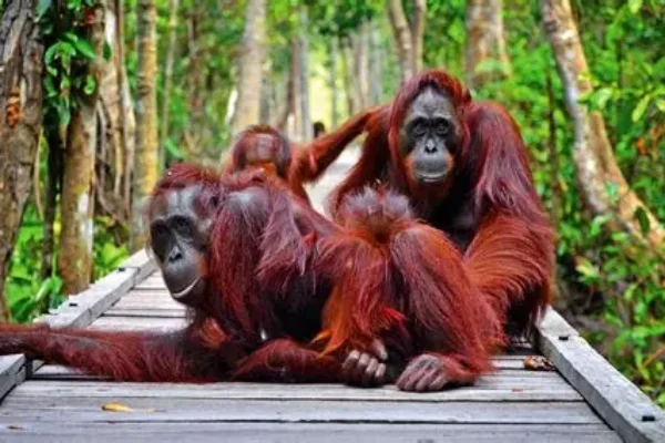 orang utan tannjung puting