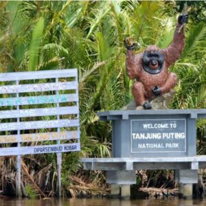4 DAYS ORANG UTAN TOUR TANJUNG PUTING NP