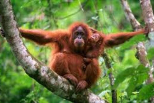 Orang Utan 6