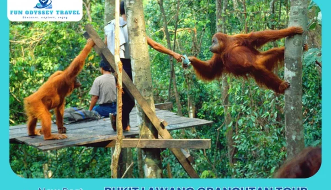 Bukit Lawang Orangutan Tour