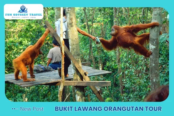 Bukit Lawang Orangutan Tour