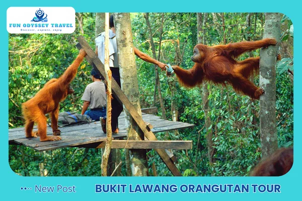 Bukit Lawang Orangutan Tour
