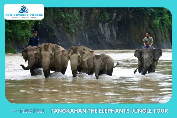 Tangkahan The Elephants Jungle Tour